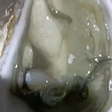 广东生蚝现打捞发货