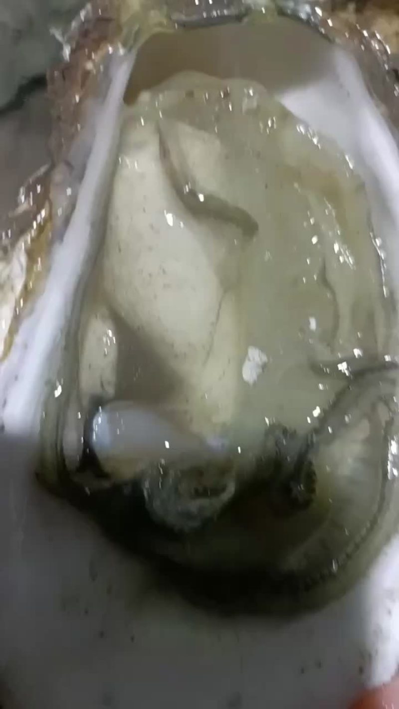 广东生蚝现打捞发货