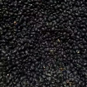 黑豆，煲汤特补，营养多样化