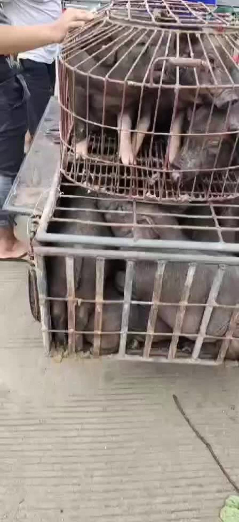 广西土黑猪仔猪大小均有体型身壮实有肉价格美丽