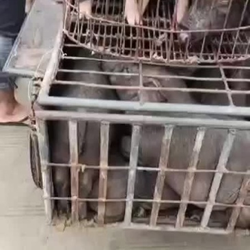广西土黑猪仔猪大小均有体型身壮实有肉价格美丽