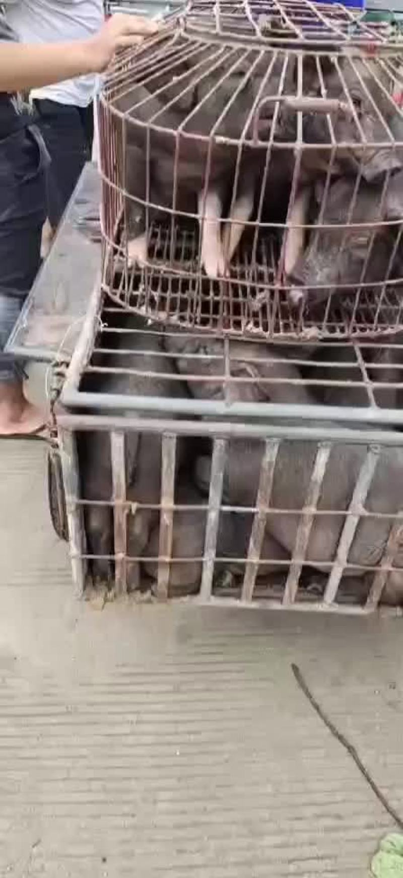 广西土黑猪仔猪大小均有体型身壮实有肉价格美丽