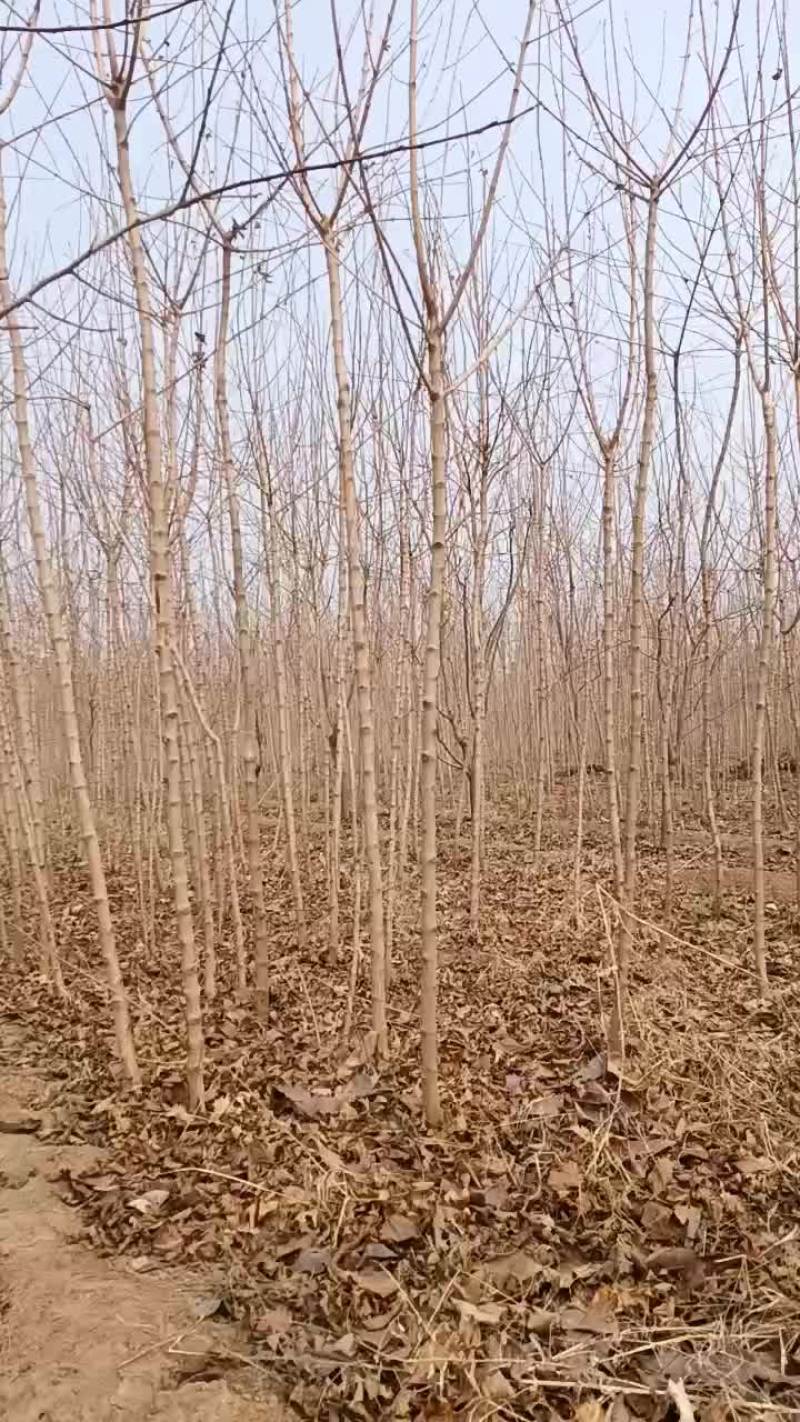 自家育有五角枫苗木2公分