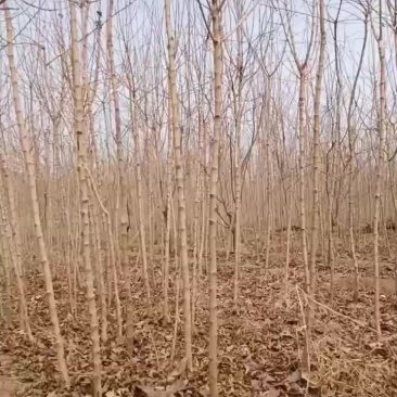 自家育有五角枫苗木2公分
