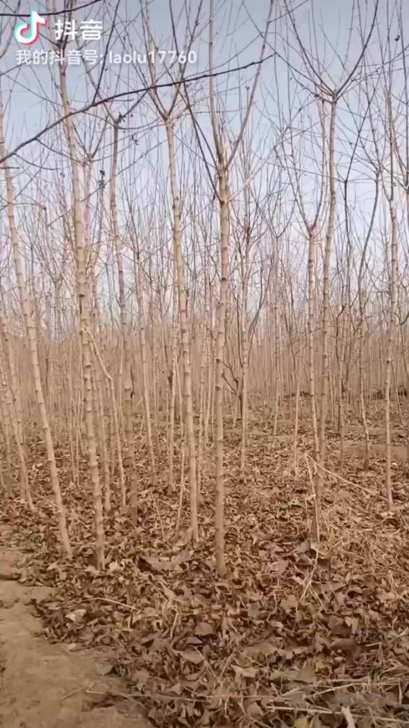 自家育有五角枫苗木2公分