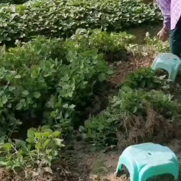 南药广藿香扦插苗成活率高，高产量，叶厚，杆粗。