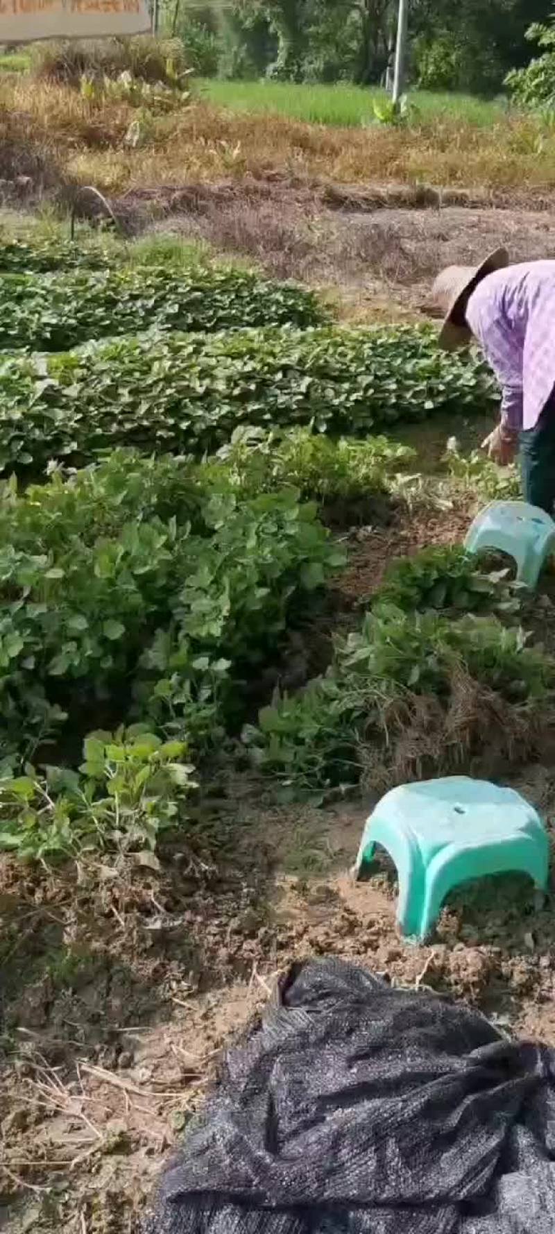 南药广藿香扦插苗成活率高，高产量，叶厚，杆粗。