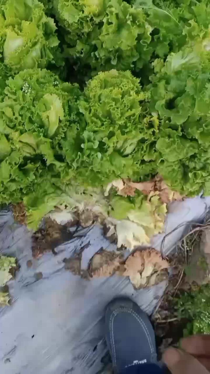 生菜