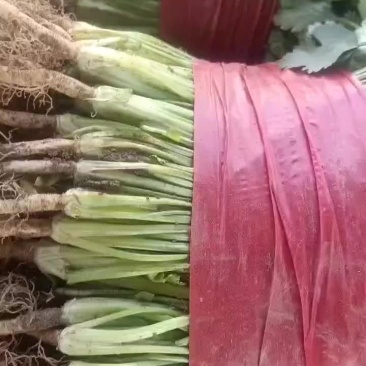 精品2茬香菜