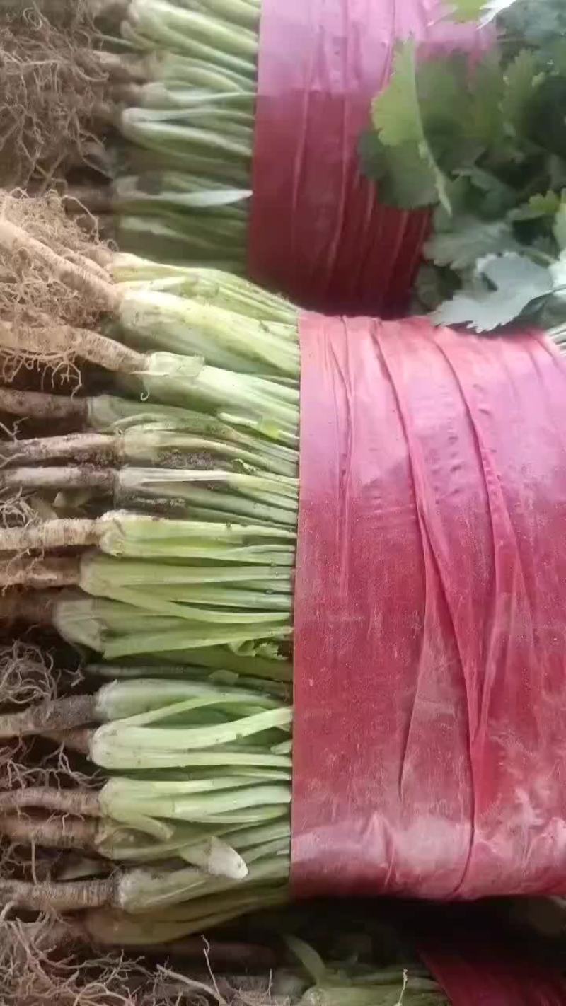 精品2茬香菜