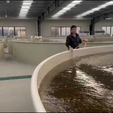 加州鲈鱼苗