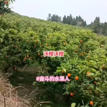 沃柑大量有货源，需要货源请随时联系张妹
