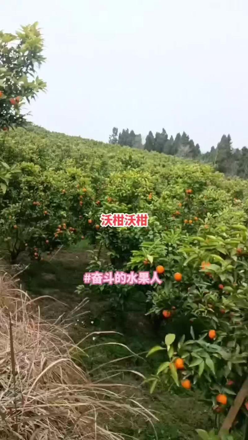 沃柑大量有货源，需要货源请随时联系张妹