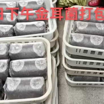 金耳菌包工厂直销，教技术