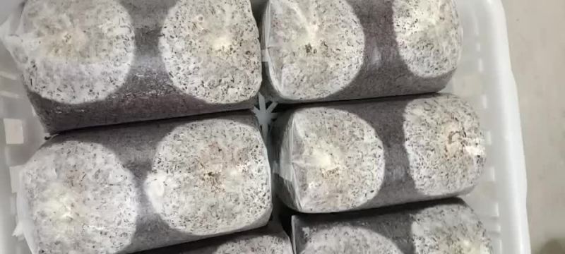 金耳菌包工厂直销，教技术
