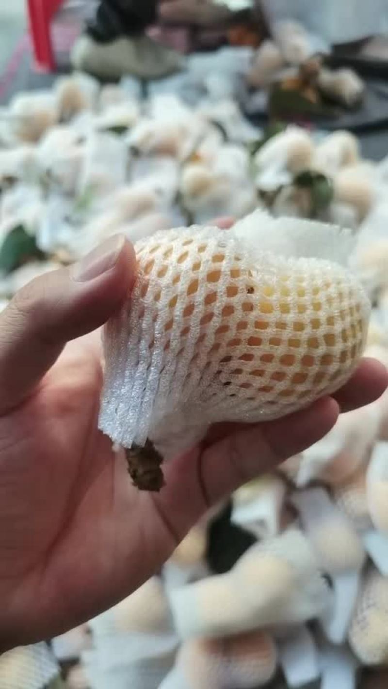 云霄枇杷