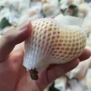 云霄枇杷