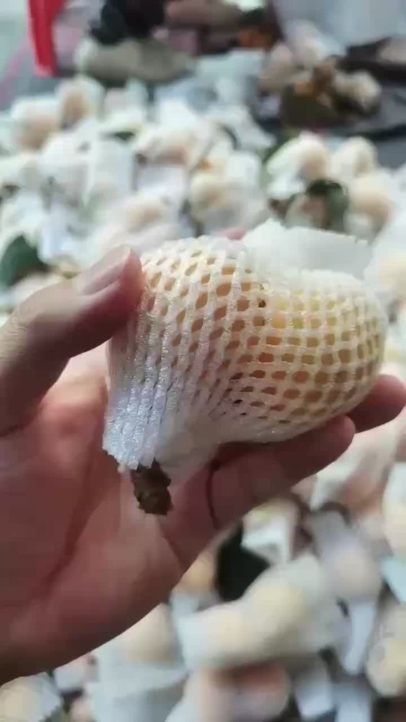 云霄枇杷