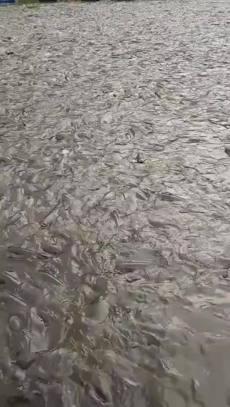 水库鲤鱼