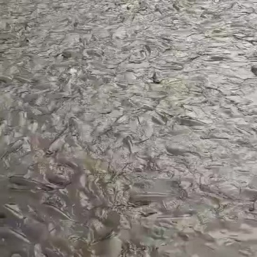 水库鲤鱼