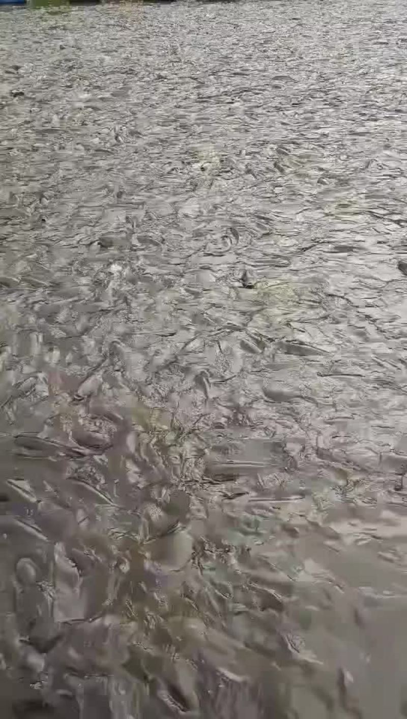 水库鲤鱼