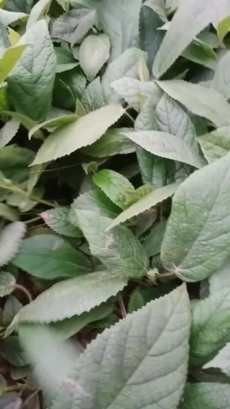 五指毛桃苗
