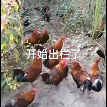 鸡