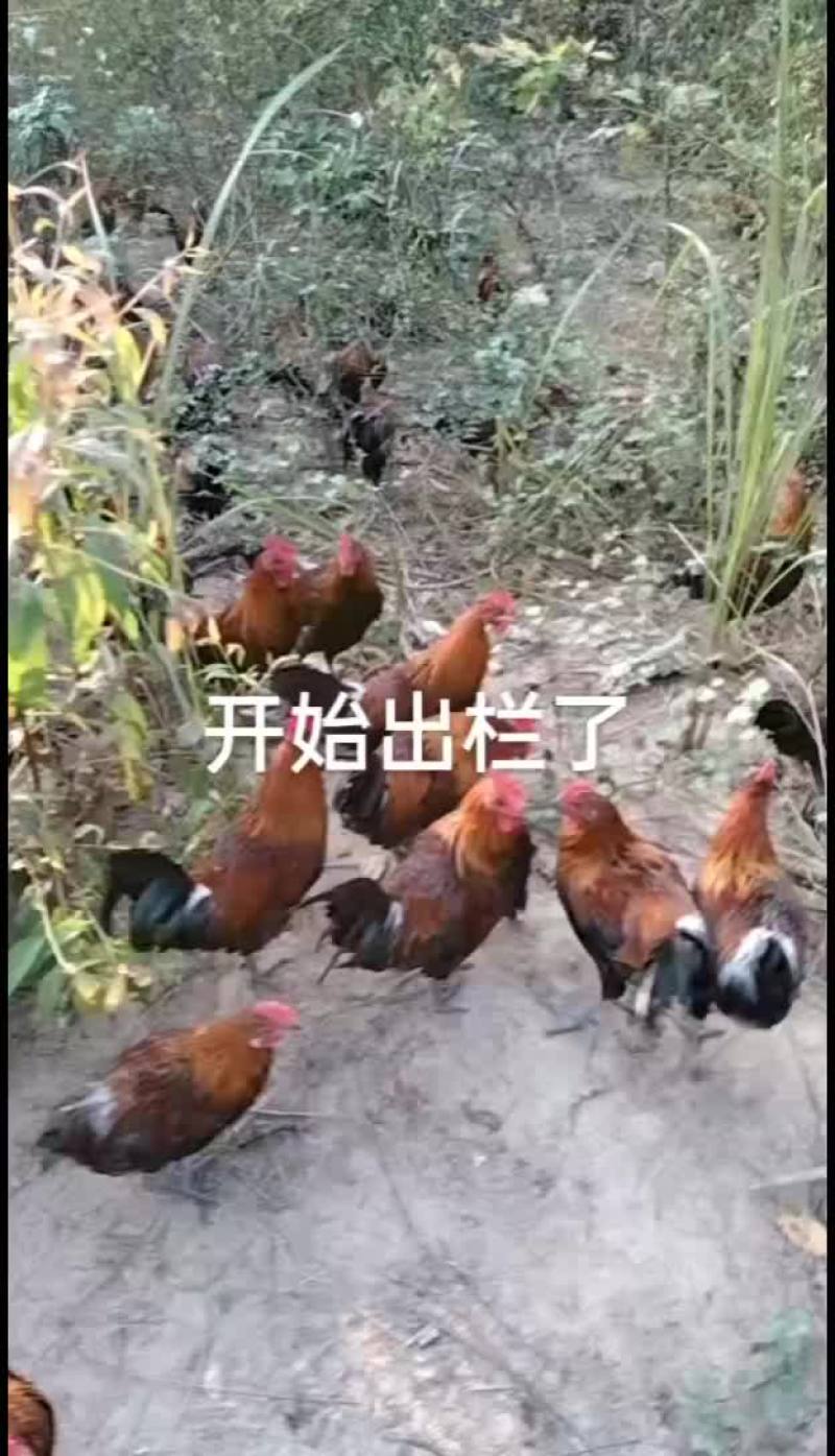 鸡