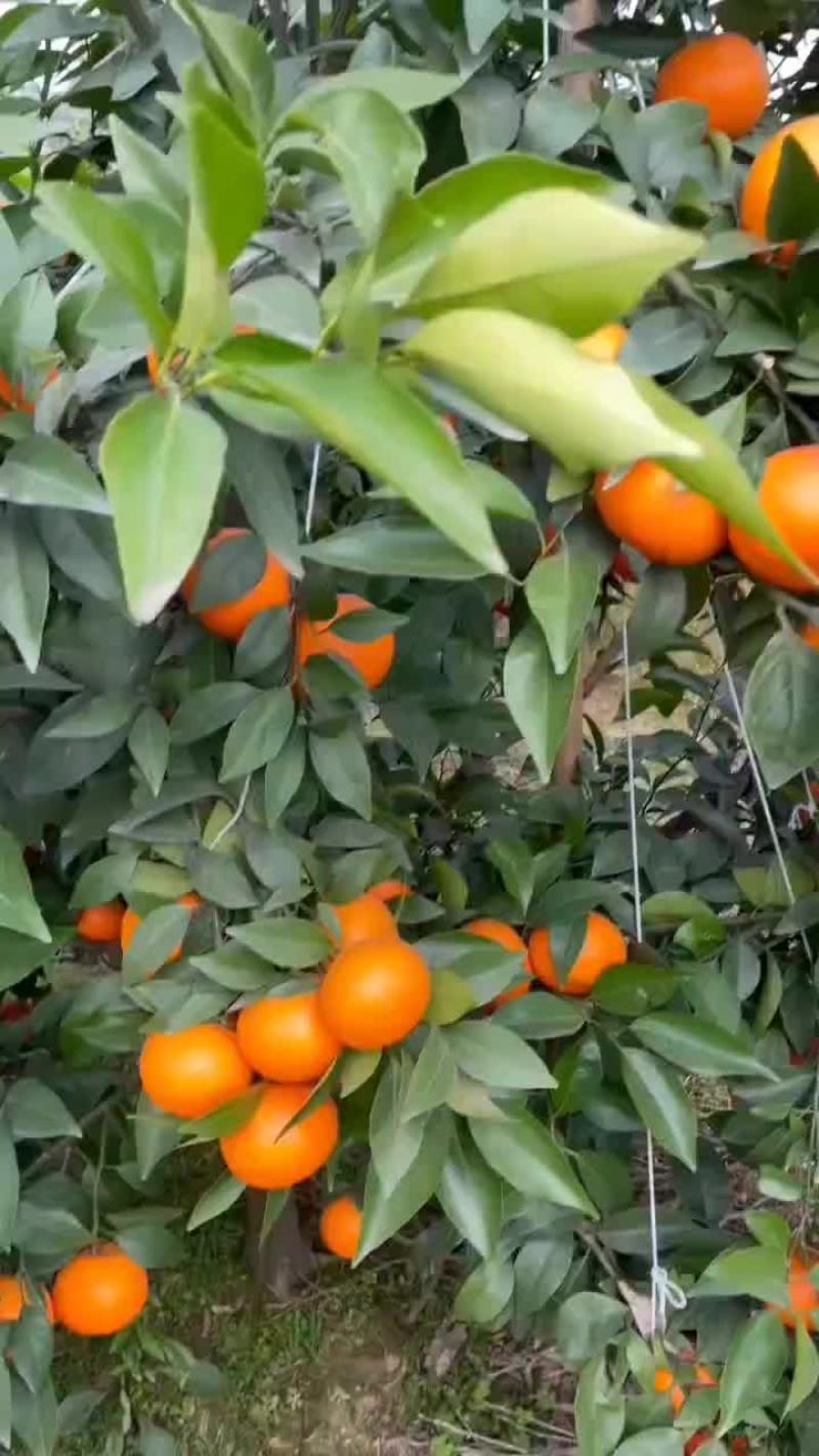 精品沃柑