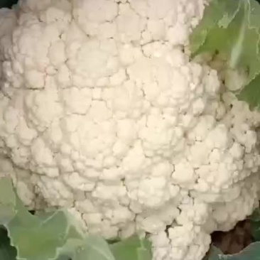 松花