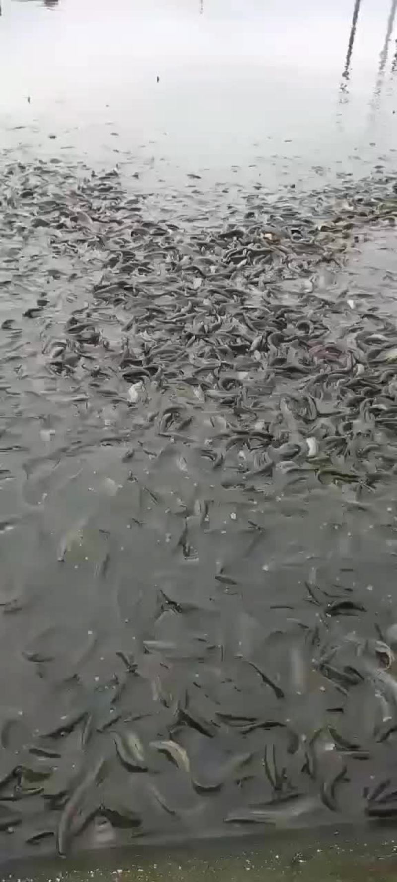 鲤鱼