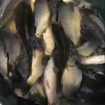鲤鱼