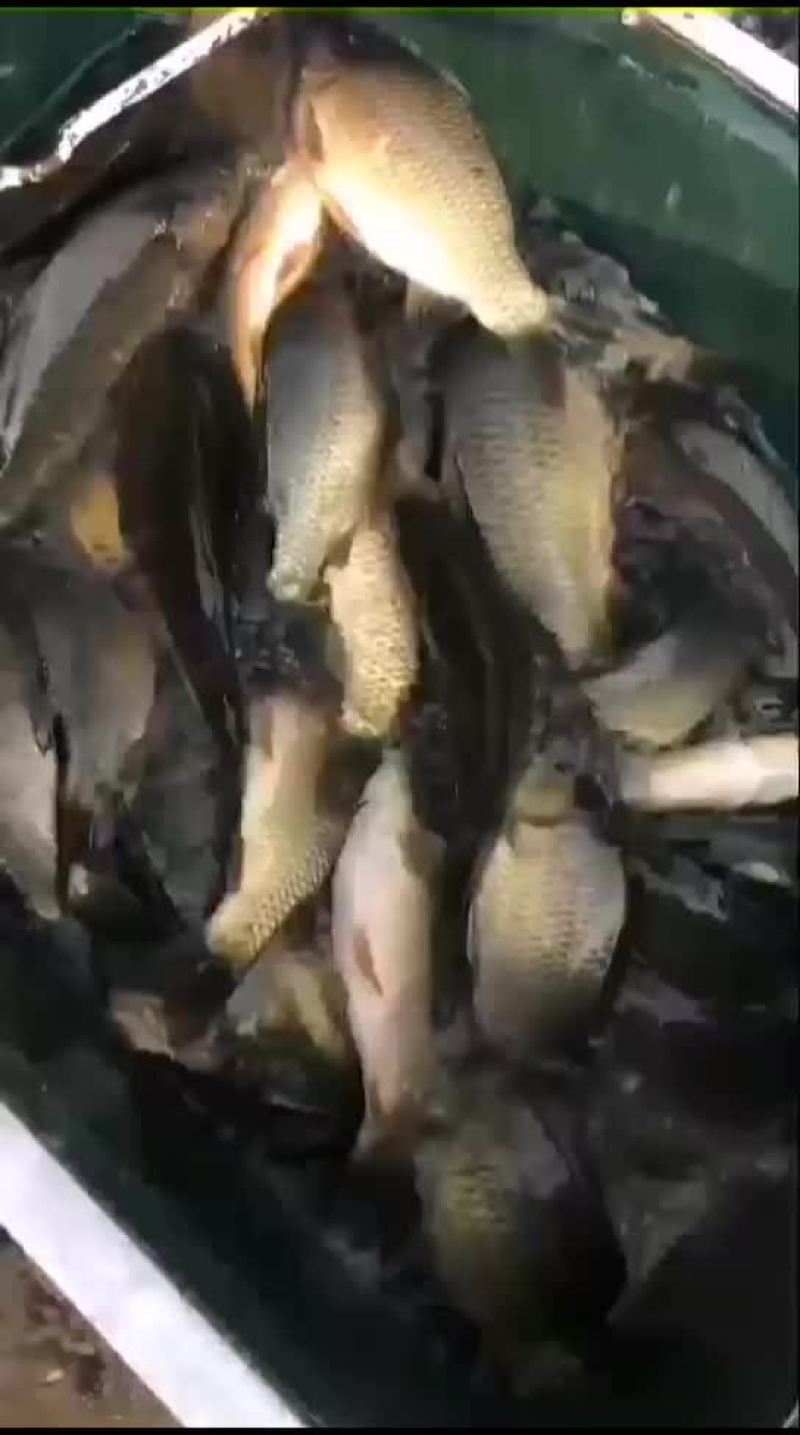 鲤鱼