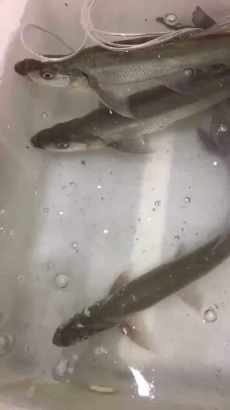 翘嘴