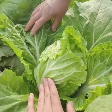 现货量大
