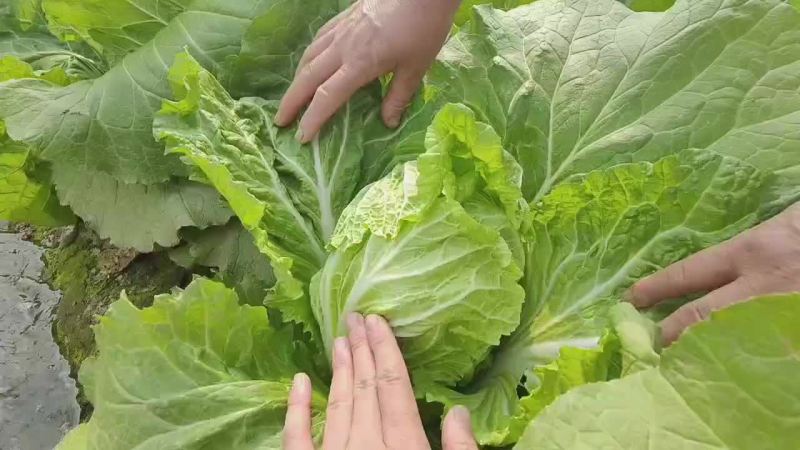 现货量大
