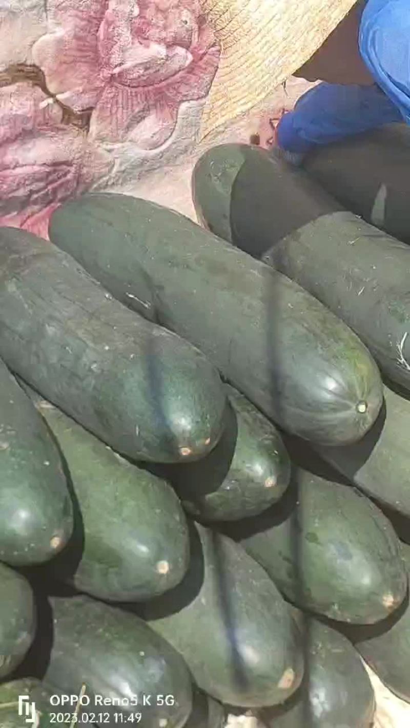 冬瓜