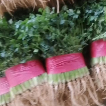 小叶香菜