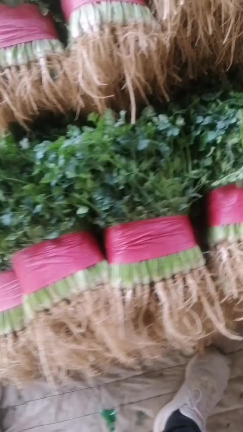 小叶香菜