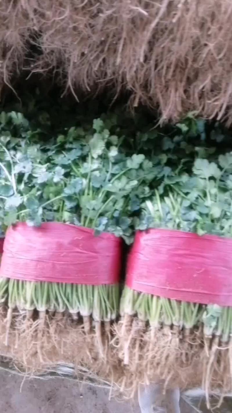 小叶香菜