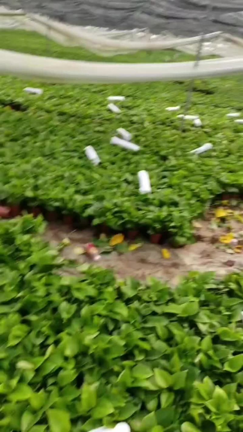110绿萝