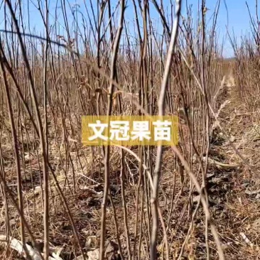 文冠果苗