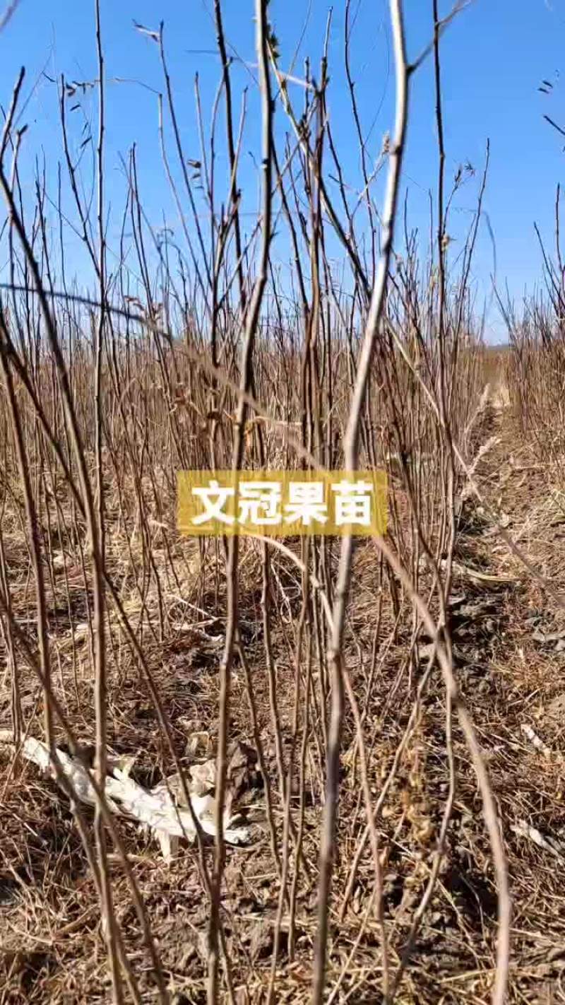 文冠果苗