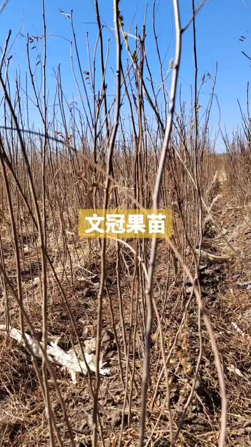 文冠果苗