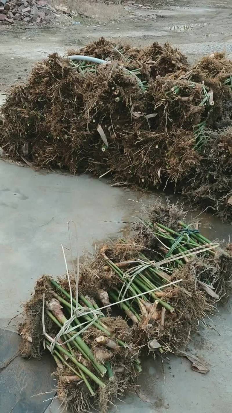 广西麻竹苗