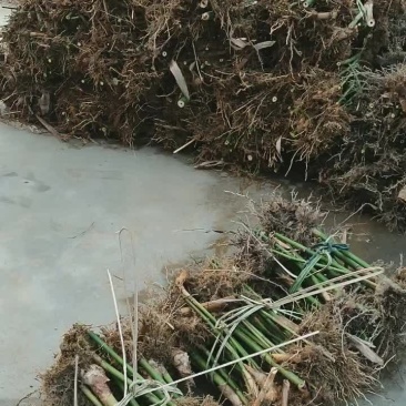 广西麻竹苗