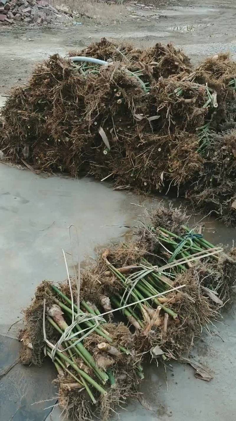 广西麻竹苗