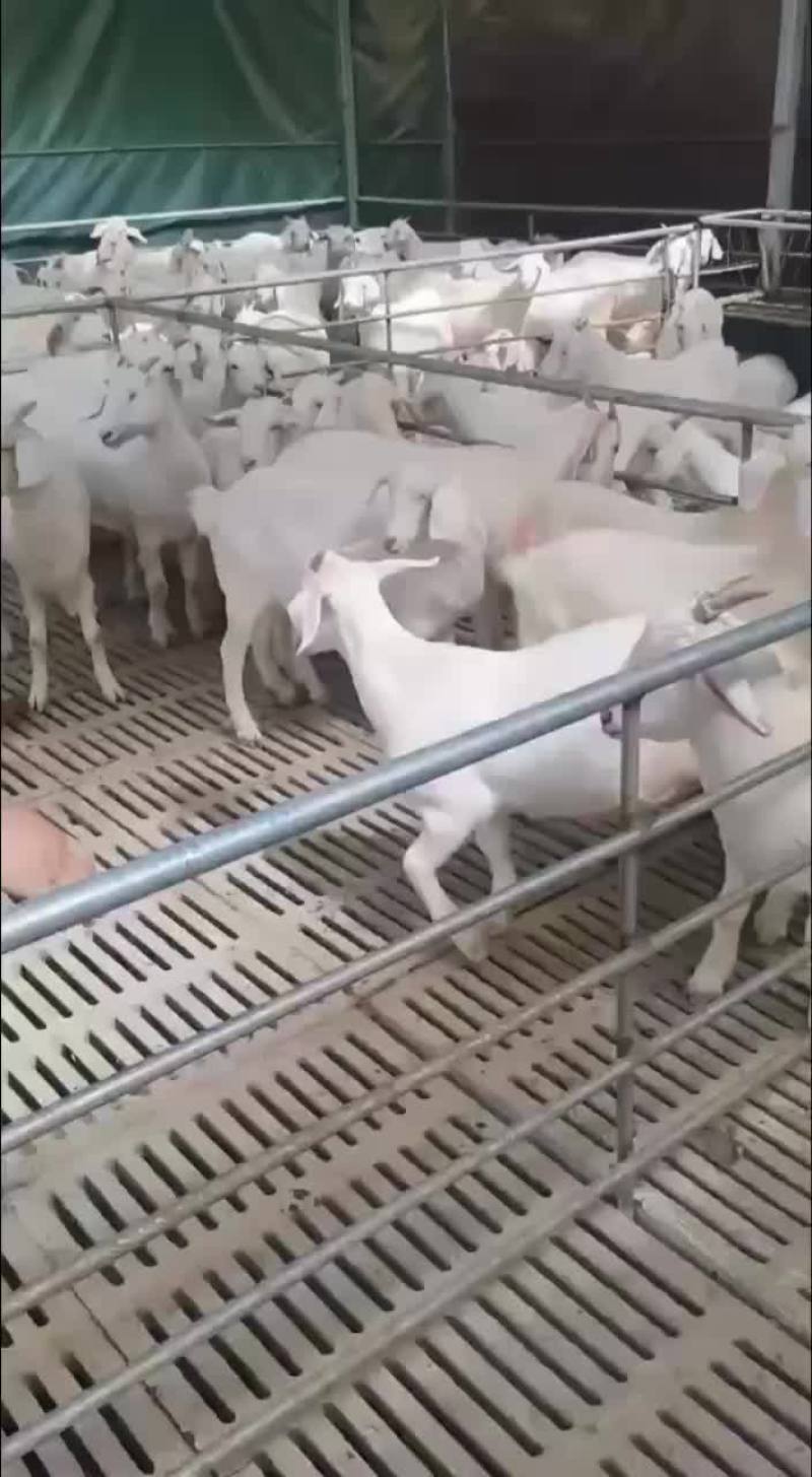 美国白山羊头胎怀孕母羊基础母羊繁殖母羊种羊