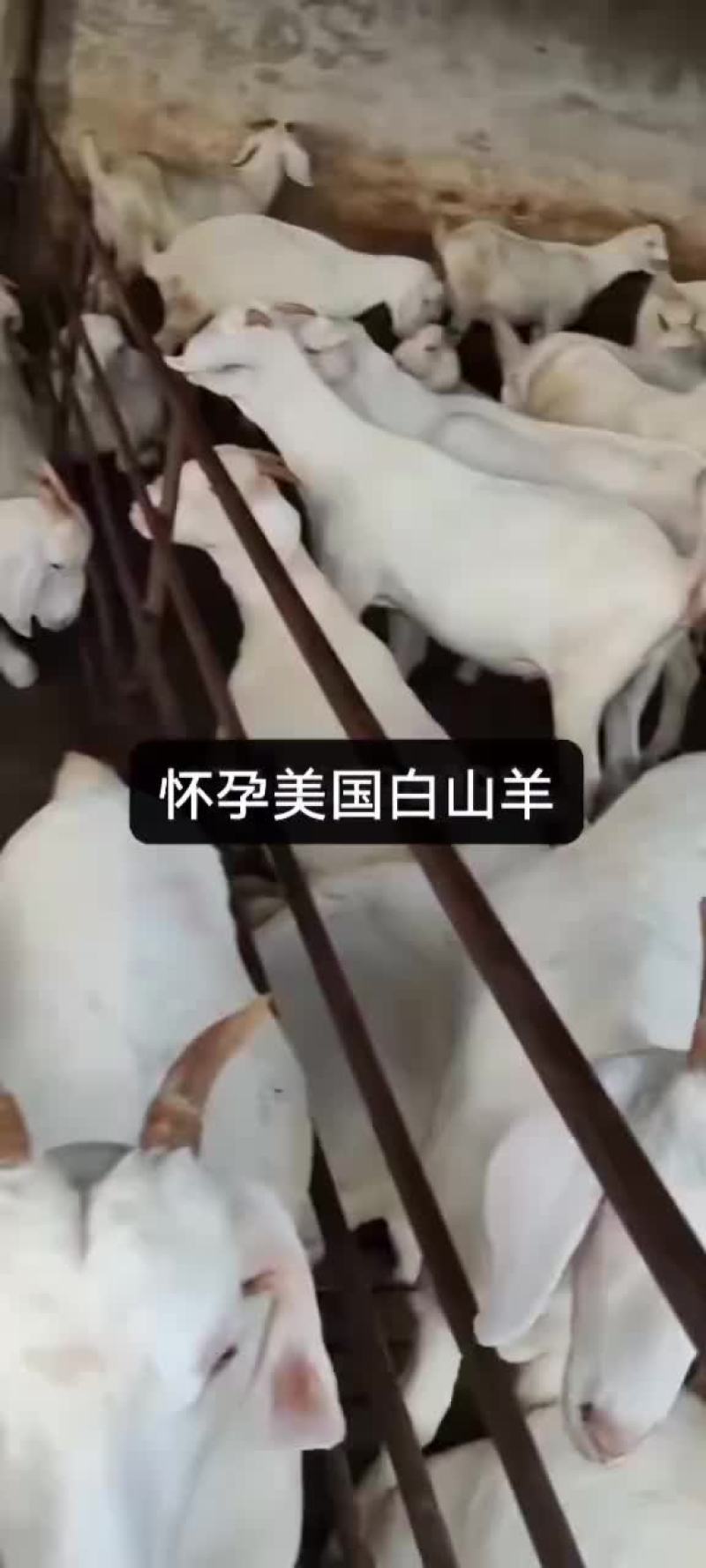 美国白山羊头胎怀孕母羊基础母羊繁殖母羊种羊