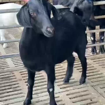 努比亚黑山羊全国免费运输包质包量安全送达